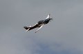 IMG_1410.CR2